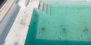 black algae in pool